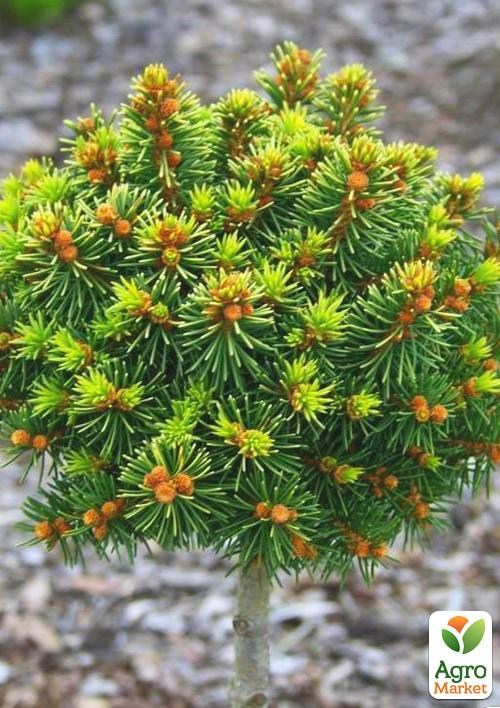 Ель ауреа на штамбе «Gold Nugget» С5, высота 70-90см - фото 3