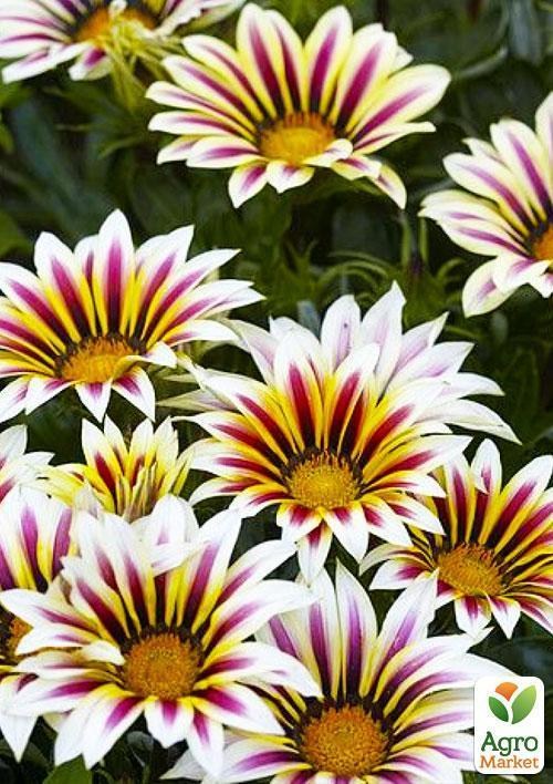 Гацанія "Кісс" 1 шт. - фото 2