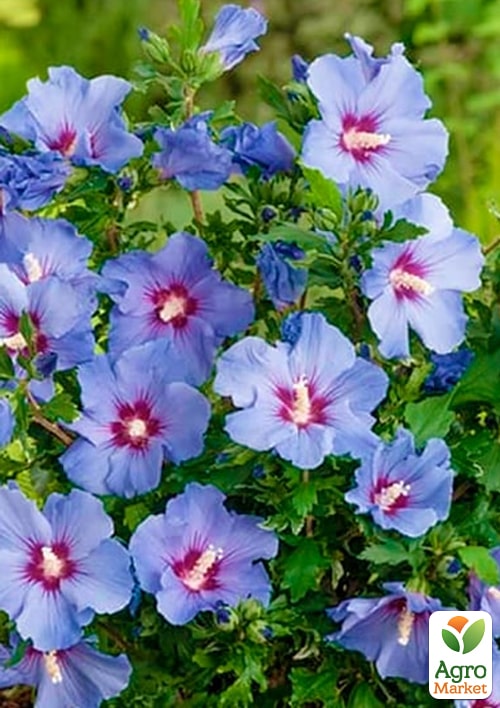 Гибискус сирийский 3-х летний "Marina" С2, высота 80-100см - фото 2