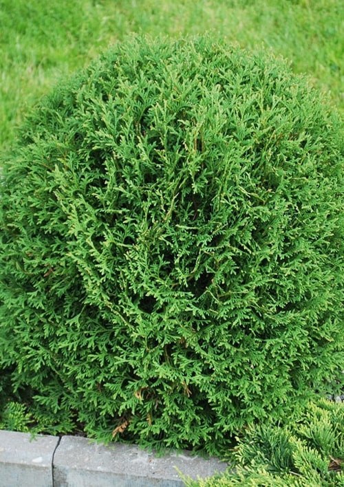 Туя западная "Hoseri" С10, диаметр 30-40 см - фото 2