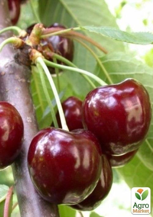 Черешня "Валерий Чкалов" (летний сорт, ранний срок созревания) - фото 4