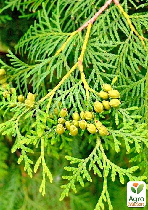 Туя западная "Smaragd" Спираль (высота 100-120см) - фото 5