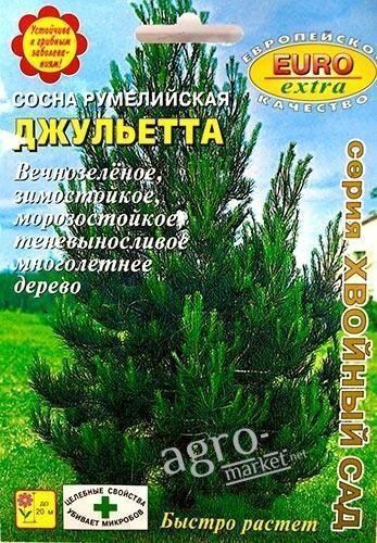 Сосна румелийская "Джульетта" ТМ "Аэлита" 0.05г