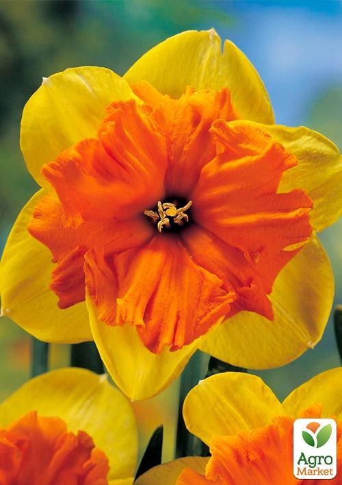 Нарцис "Tiritomba" (розмір 12/14, великий) 3шт в упаковці