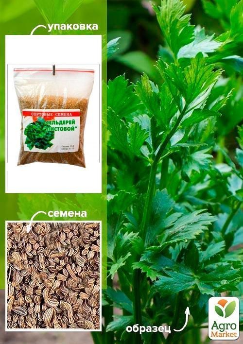 Сельдерей листовой ТМ "Весна" 100г