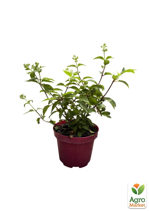 Гортензія 3-х річна волотиста "Petite Star" - фото 2