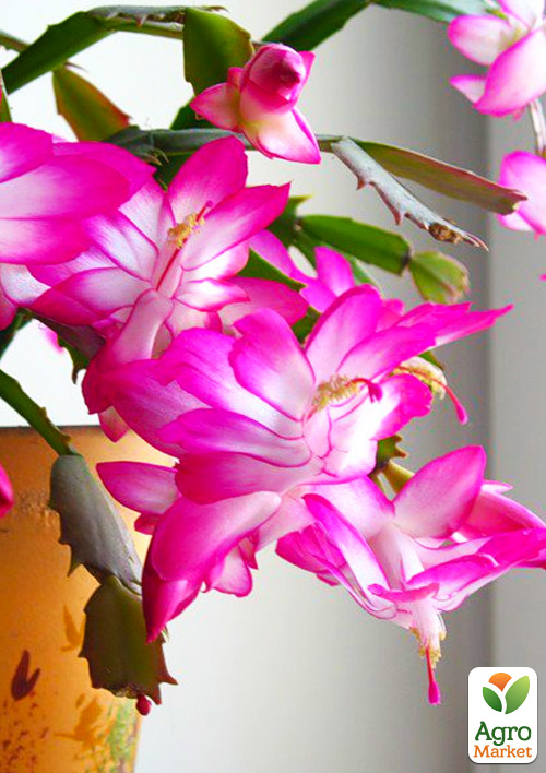 Шлюмбергера "Pink" (Декабрист, рождественник, зигокактус) - фото 6