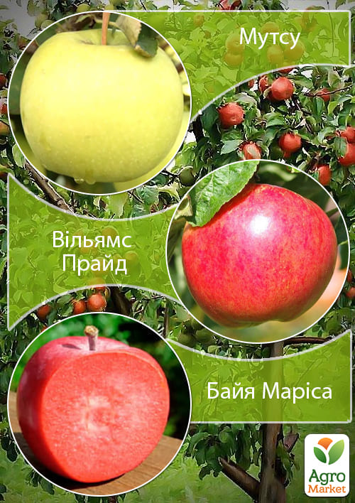 Дерево-сад Яблоня "Байя Мариса+Мутсу+Вильямс Прайд" 