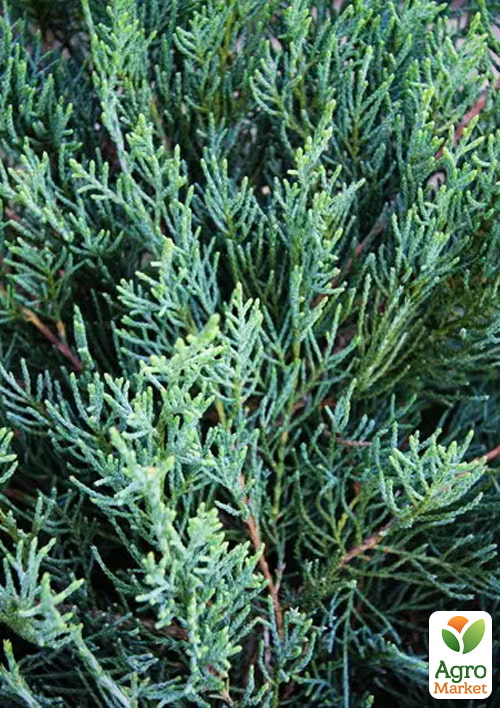 Ялівець віргінський "Blue Cloud" С3, висота 20-25см - фото 2