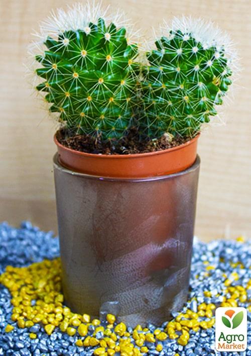 Кактус "Ехінопсіс" (Echinopsis cluster white) (Нідерланди)