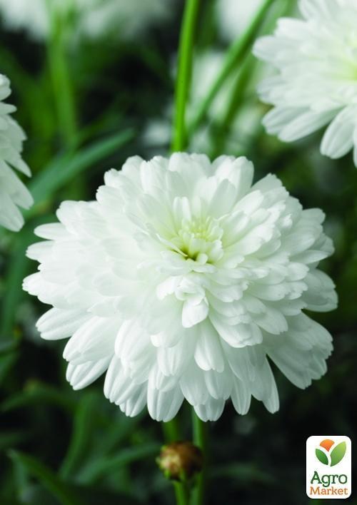 Аргирантемум "Glory Double White" (контейнер № 10, высота 15 см)