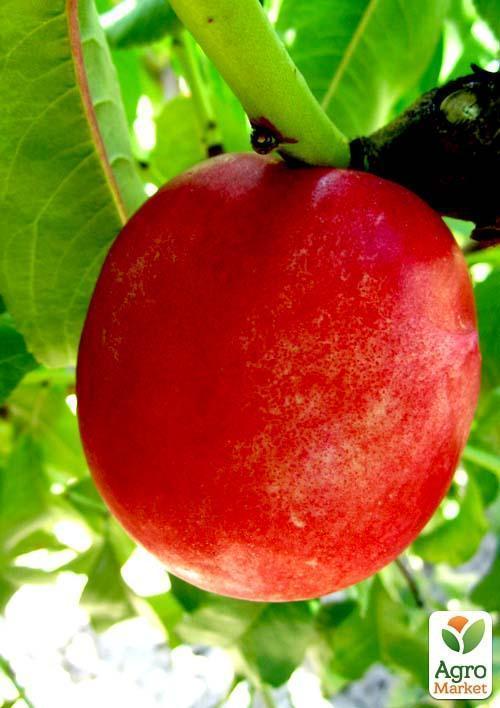 Нектарин "Супер Квин" (лысый персик, летний сорт, ранний срок созревания) - фото 7