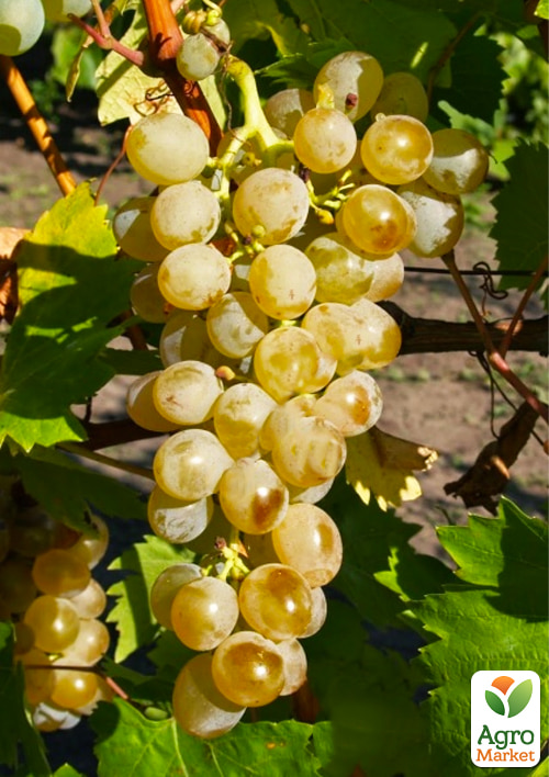 Виноград "Иосиф" (ранний ,винный сорт)