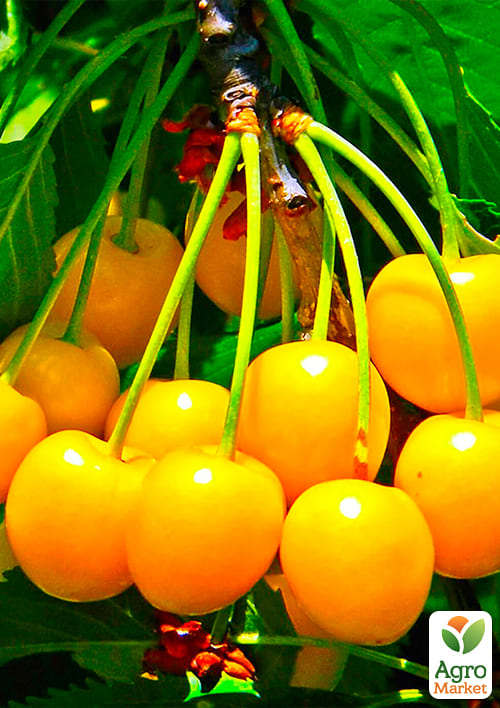 Черешня жовта "Дрогана жовта" (літній сорт, середній термін дозрівання) - фото 4