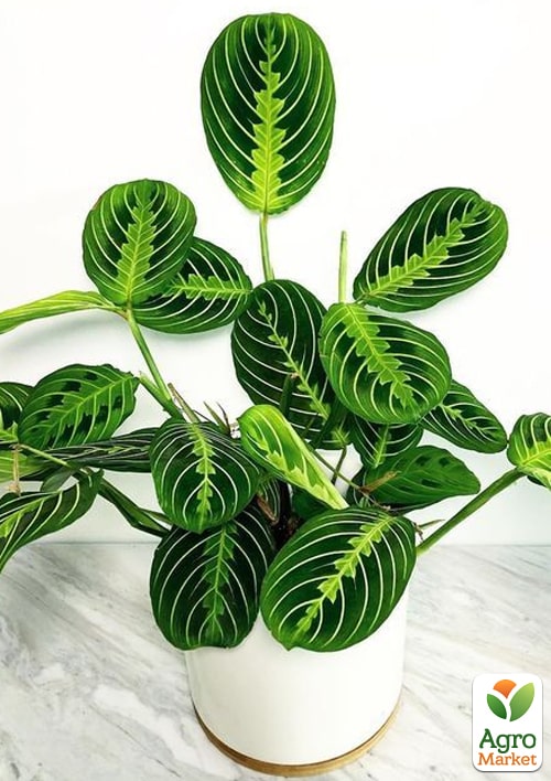 Маранта "White Streep" - фото 5