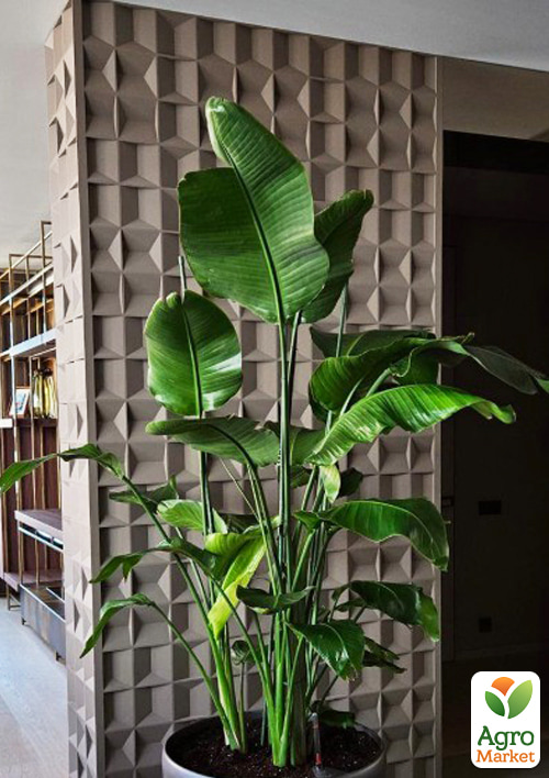 Стрелиция Гигантская "Nicolai" (высота 40-50см) - фото 5