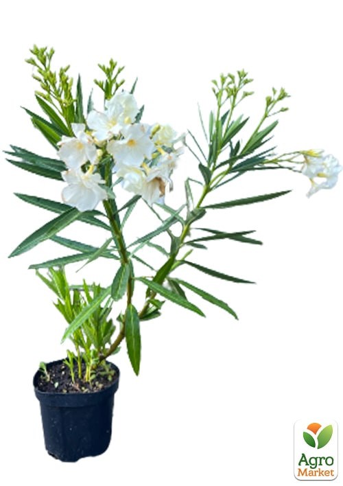 Олеандр махровый 2-х летний "Oasis" (высота 40-60см) - фото 3
