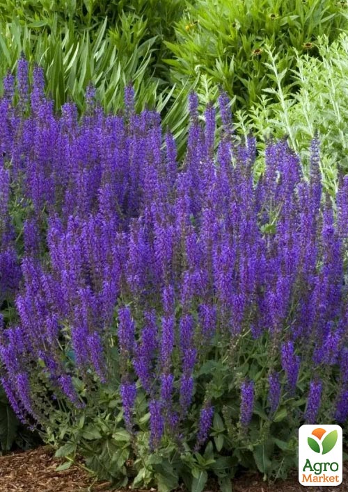 Шалфей Дубравный Sensation "Medium Violet"