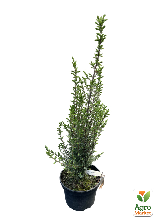 Можжевельник 3-х летний "Sentinel" С3, высота 40-50см - фото 2