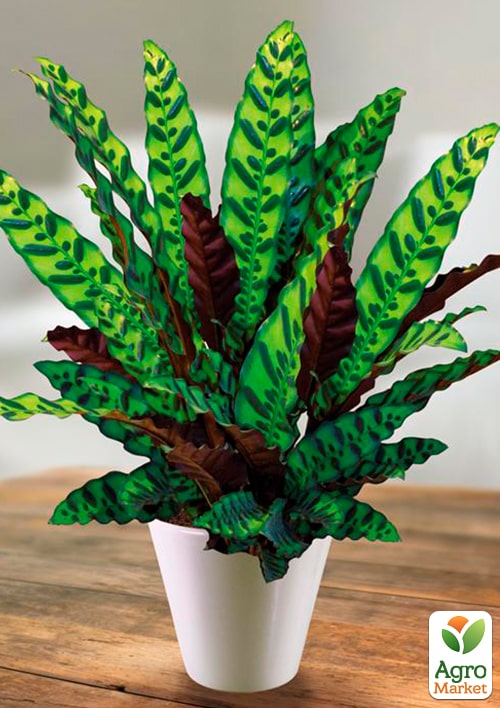 Калатея "Lancifolia" высота 45-55см - фото 5