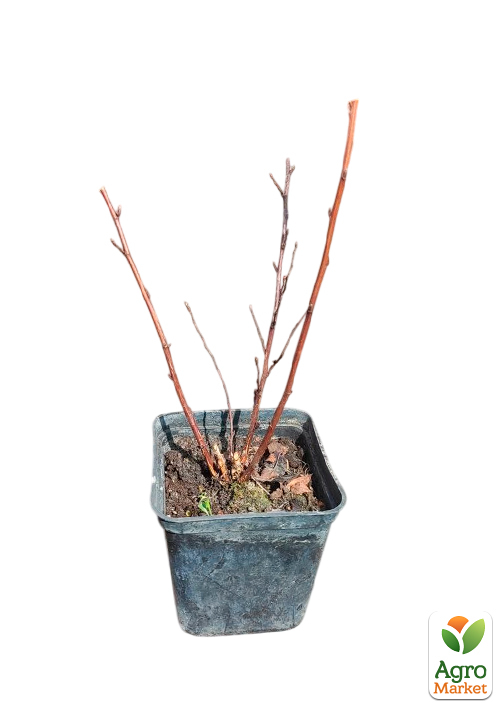 Пухироплідник калинолистний "Little Joker" вазон Р9 - фото 2