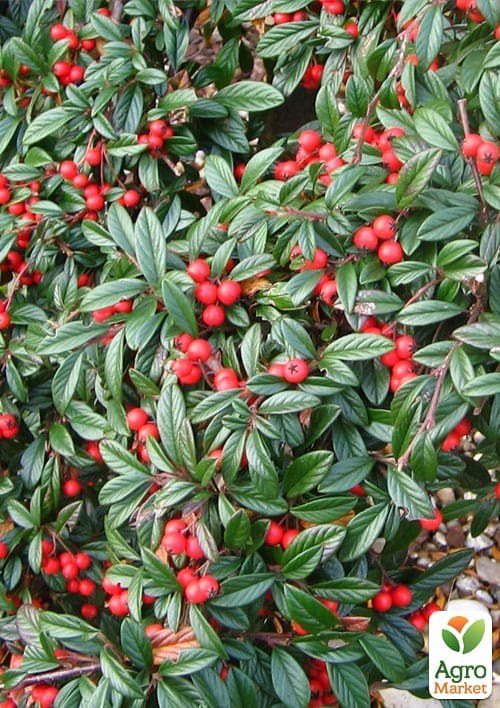 Кизильник иволистный "Parkteppich" контейнер р-9 - фото 5