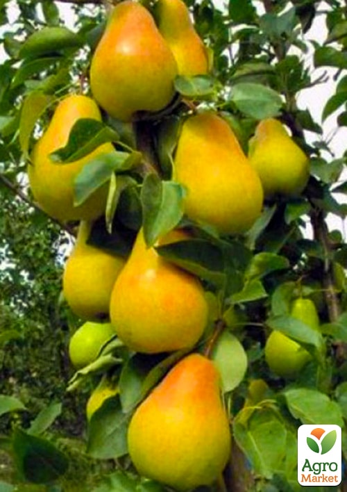 Груша колоновидна "Медова" NEW