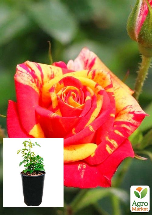 Роза в контейнере мелкоцветковая "Fire Flash" (саженец класса АА+) 