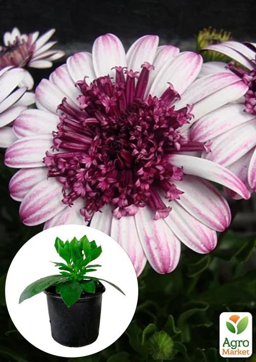 Остеоспермум махровый "3D Berry White" 