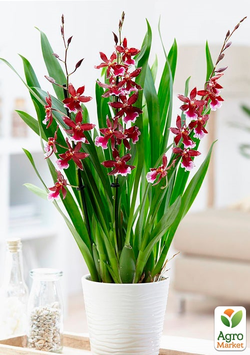 Орхидея Камбрия "Шайенн" - фото 5