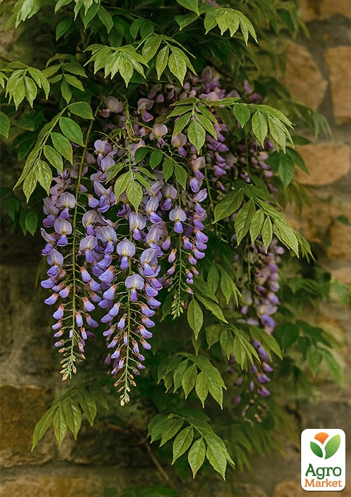 Гліцинія блакитна "Прематура" (Prematura) - фото 5