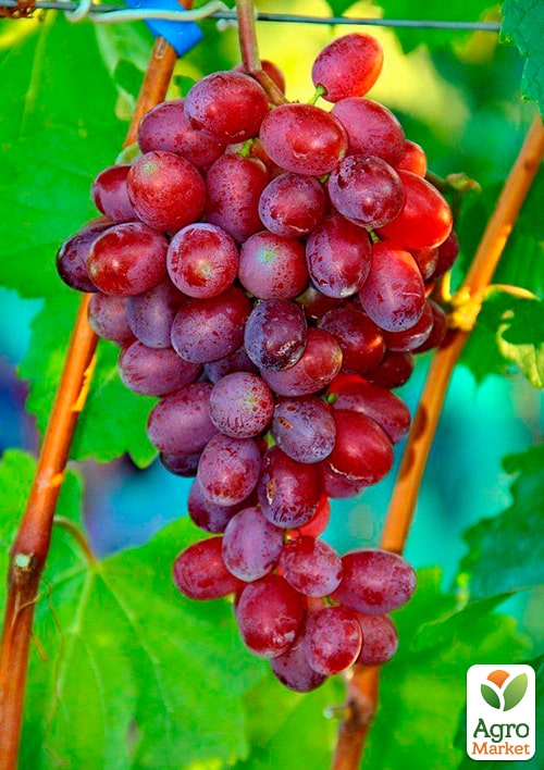 Виноград "Андрюша"