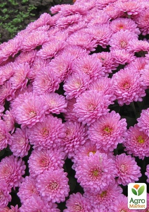 Хризантема мультифлора шарообразная "Beaulieu" 