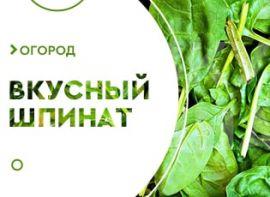 Вирощування шпинату - корисні статті про садівництво від Agro-Market