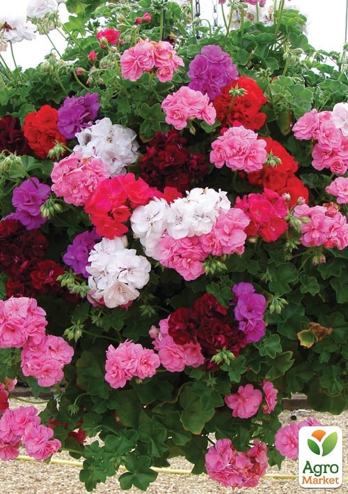 Пеларгония F1 "Мультиблум" ТМ "Vesna Exclusive" 5шт - фото 2
