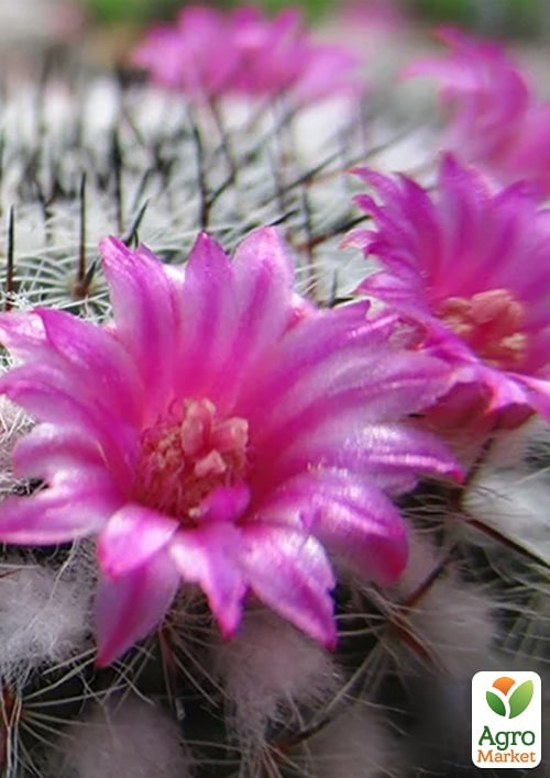 Маммиллярия "Красотка" ТМ "Vesna Exclusive" 4шт - фото 3