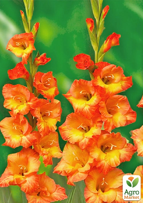 Гладиолус "Olympic Flame"  - фото 4