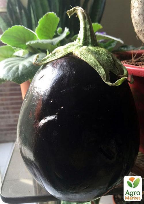 Баклажан "Толстый барин" ТМ "Vesna Select" 20шт - фото 3