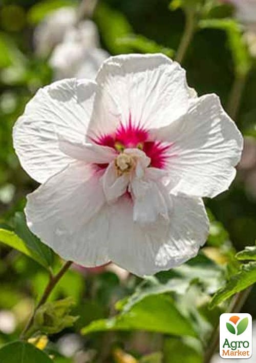 Гибискус древовидный махровый "China Chiffon" вазон P9 - фото 5