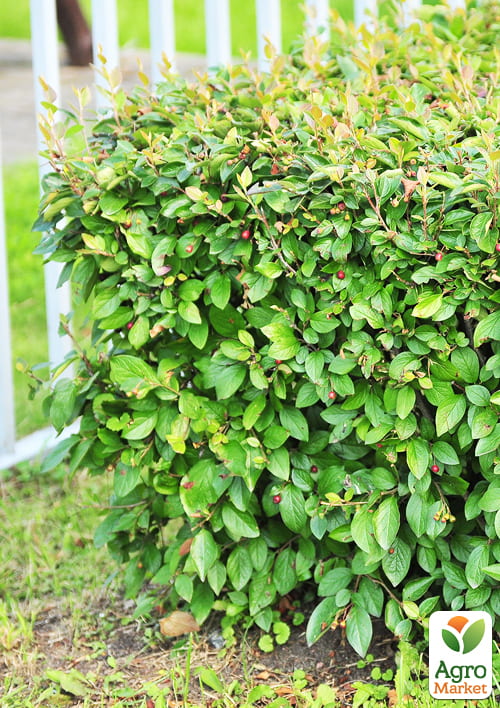 Кизильник блестящий вертикальный (Cotoneaster lucidus), С2
