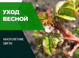 Як доглядати за трояндами навесні - корисні статті про садівництво від Agro-Market