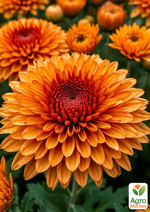 Хризантема мультифлора куляста "Flam Orange"