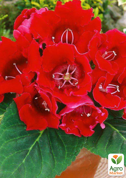 Глоксинія "Аванті F1" скарлет ТМ "Vesna Select" 5шт - фото 3