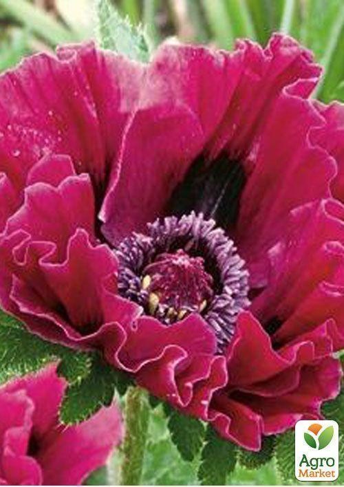 Мак "Patty´s Plum"