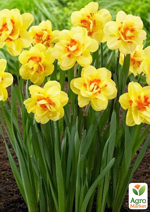 Нарцисс "Tahiti" укорененный - фото 4