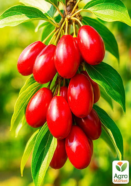 Кизил "Николка" (крупноплодный, средний срок созревания)