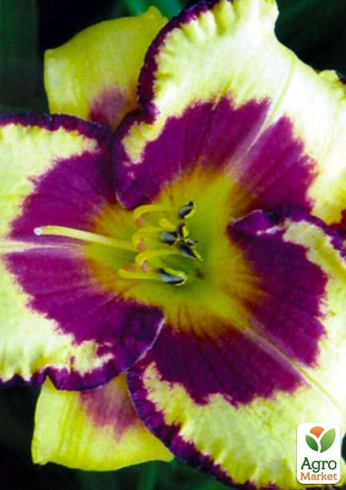 Лилейник "Blueberry Cream" 1шт в упаковке