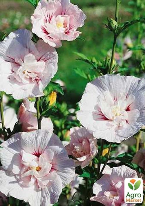 Гибискус древовидный махровый "China Chiffon" вазон P9