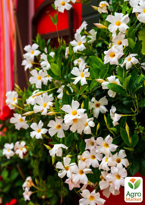 Дипладенія (Mandevilla) "Classic White" (квітуча ліана)