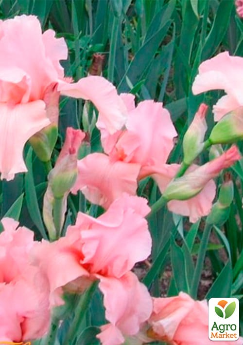 Ирис бородатый крупноцветковый "Magical Encounter"  1шт в упаковке - фото 2